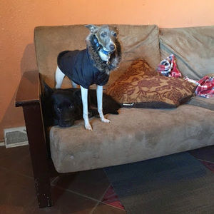 Meet your Posher, Armando